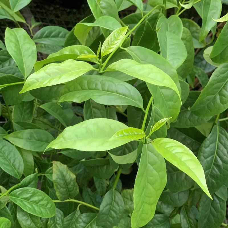 Ilex guayusa Pflanze